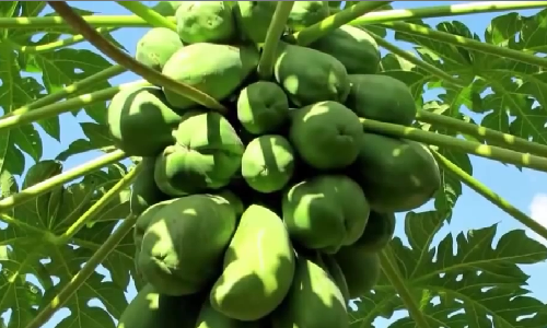 Cong dung chua benh khong ngo cua du du xanh