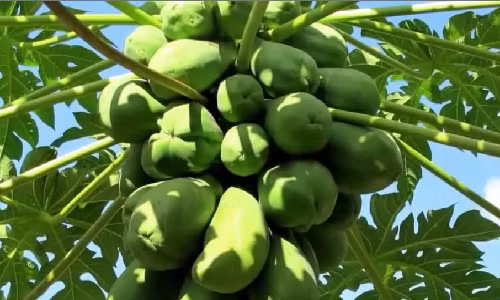 Cong dung chua benh khong ngo cua du du xanh