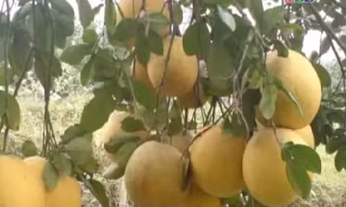 Nhung cong dung tuyet voi cua trai buoi ban nen biet