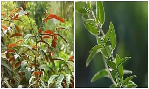 Bài thuốc chữa bệnh từ cây đơn lá đỏ, cây kim ngân Bai thuoc chua benh tu cay don la do, cay kim ngan