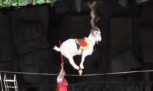 Phục sát đất xem dê đi thăng bằng trên dây Phuc sat dat xem de di thang bang tren day