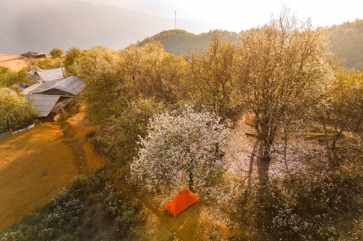 Mua hoa son tra Nam Nghiep-Hinh-2