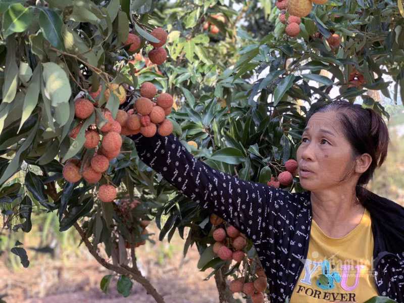 Nguoi nong dan ngoi tren nui livestream khap toan cau-Hinh-2