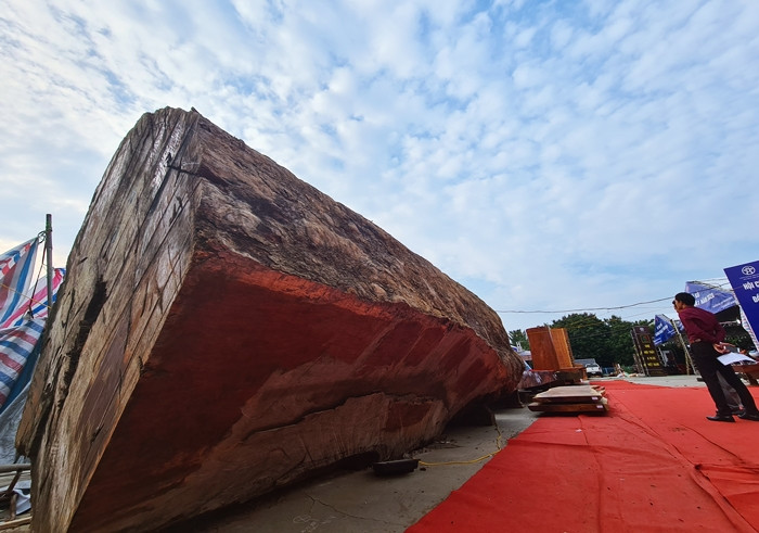 Chiều dài của khúc gỗ cẩm lai là 5,48m, còn vành tròn hai bên là 7,2m.