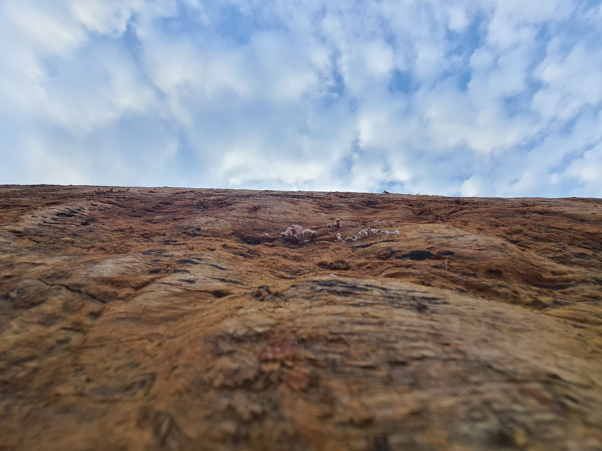 Dáng vẻ bên ngoài của khúc gỗ sần sùi, đơn điệu.