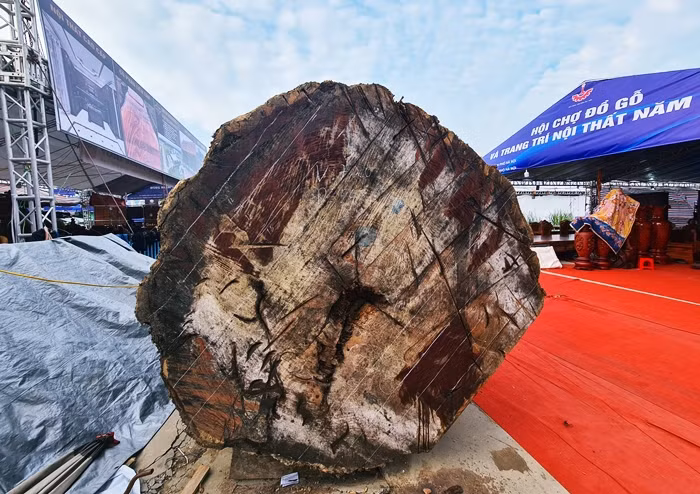 Theo nhân viên tại gian hàng, sở dĩ khúc gỗ lớn này được rao bán với giá 10 tỷ đồng vì đây là gỗ cẩm lai có tuổi thọ khoảng 5.000 năm, được đưa về từ Châu Phi.