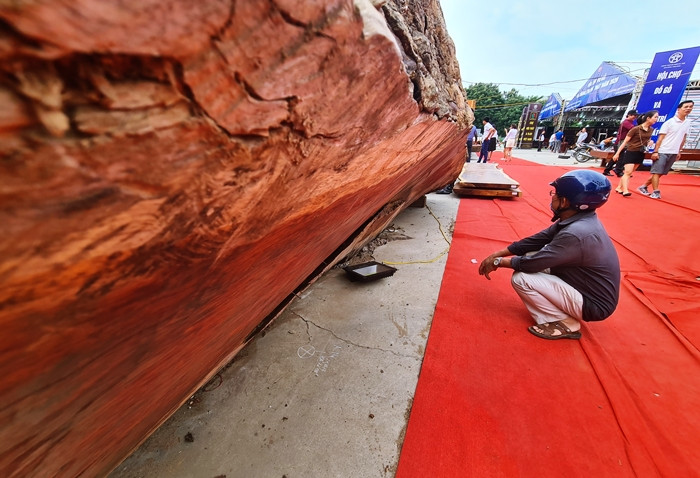 Khách hàng đến hội chợ không khỏi ngỡ ngàng trước dáng vẻ bên ngoài sần sùi, đơn điệu chẳng có gì đặc biệt, nhưng giá trị của khúc gỗ lớn này lại bằng cả gia tài.