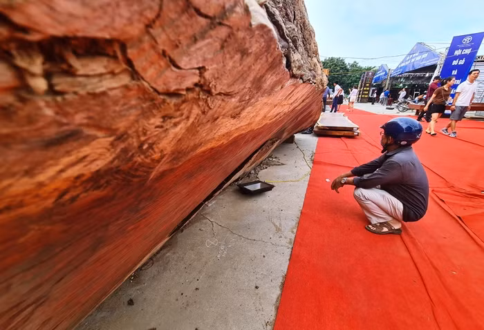 Khách hàng đến hội chợ không khỏi ngỡ ngàng trước dáng vẻ bên ngoài sần sùi, đơn điệu chẳng có gì đặc biệt, nhưng giá trị của khúc gỗ lớn này lại bằng cả gia tài.