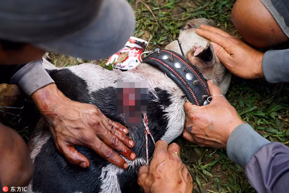 Việc đó đã biến tướng thành lễ hội bắt những con lợn rừng hoang dã và chó chiến phải đối đầu với nhau để mua vui cho người.