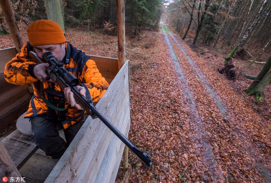 Vì thế chính quyền địa phương buộc phải tăng cường các biện pháp nhằm hạn chế sự sinh sôi, phát triển của loài động vật này.