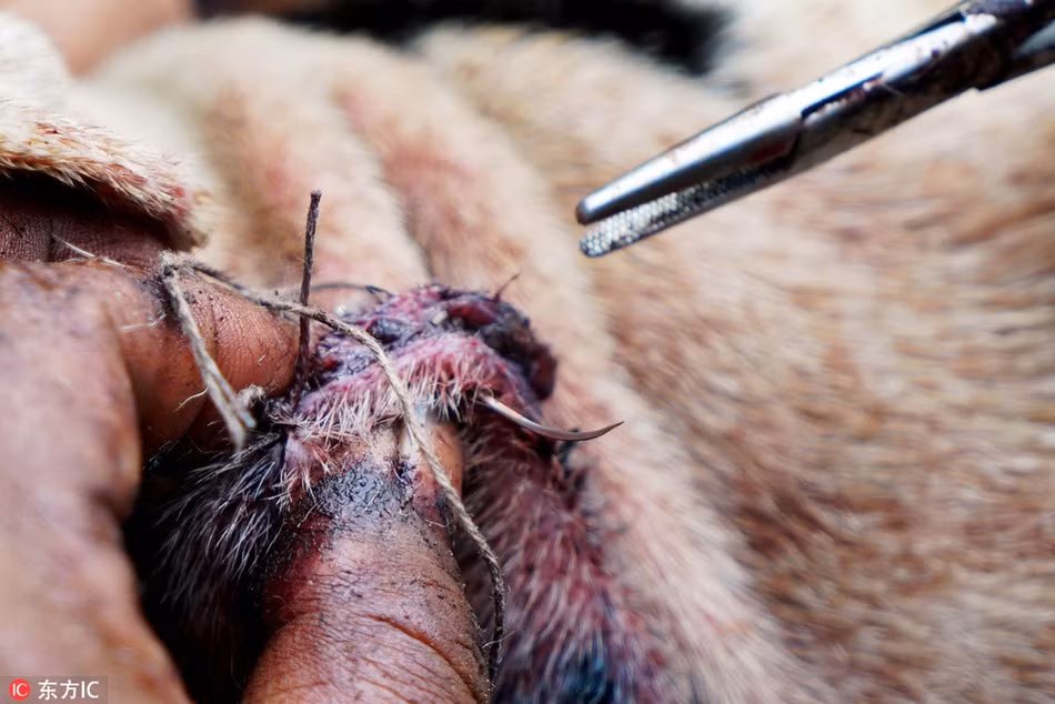 Trận chiến đẫm máu thường chỉ kết thúc với cái chết của chó chiến hoặc lợn rừng. Phần lớn lợn rừng chết sau cuộc đấu. Chúng phải chịu những vết thương nặng do đàn chó gây ra.