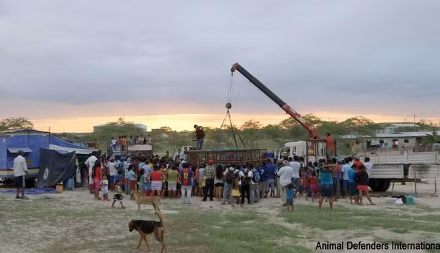 Từ năm 2011, ADI đã cứu được gần 80 con vật.