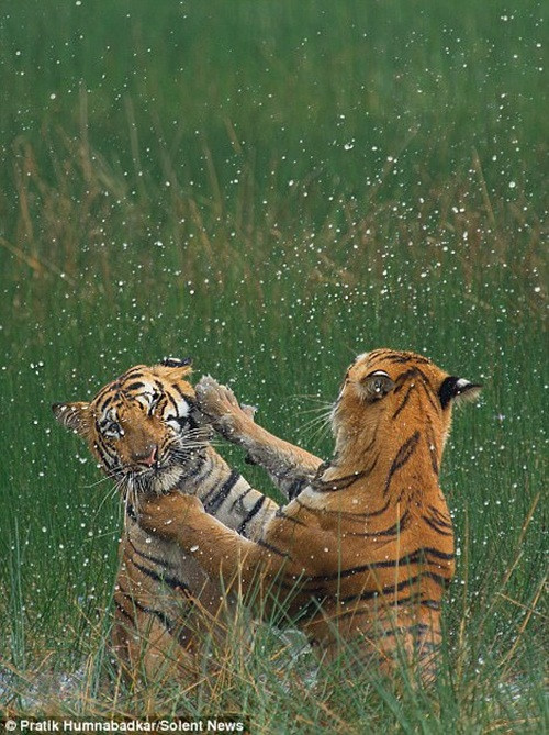 Hổ vằn mẹ và hổ vằn con đã chiến đấu trong suốt 20 phút tại khu vực đầm lầy, nơi có mực nước khá sâu, từ 1 đến 1,5m.