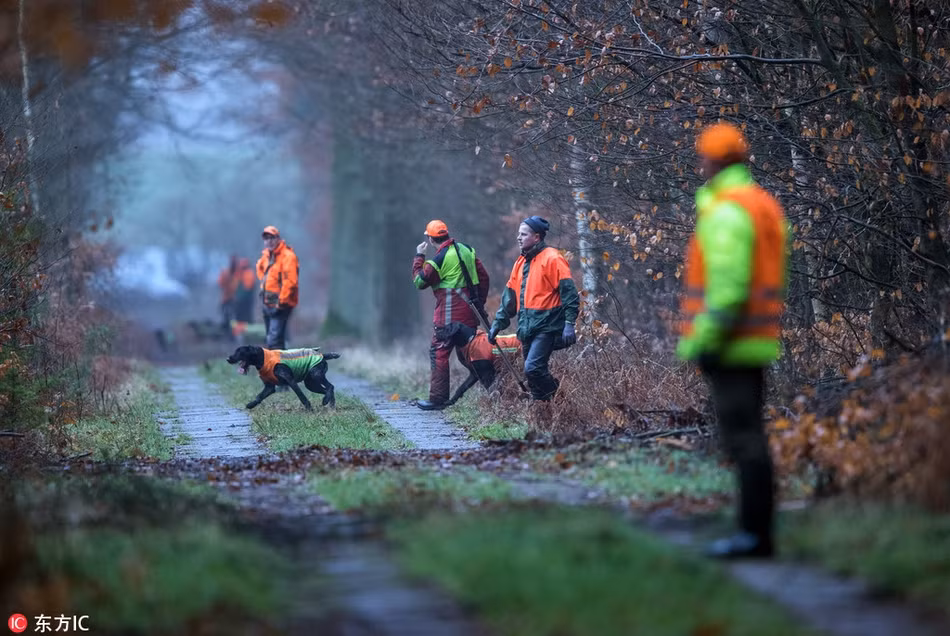 Theo thông tin từ cục kiểm lâm địa phương, số lượng lợn rừng hoang dã ở Đông Bắc nước Đức đang tăng lên một cách không kiểm soát.
