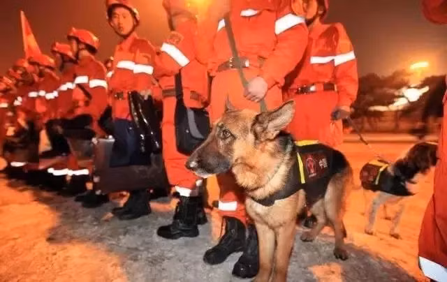 Vừa qua, trận động đất mạnh tại Hoa Liên, Đài Bắc khiến nhiều ngôi nhà sụp đổ, nhiều người bị mắc kẹt. Công cuộc tìm kiếm diễn ra vô cùng khẩn trương, có rất nhiều người đã tham gia công tác cứu hộ, trong đó có những chú chó cứu hộ dũng cảm.