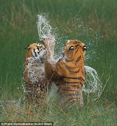 Theo chia sẻ của nhiếp ảnh gia, mới nhìn qua, cuộc đại chiến của hổ vằn giống như một cuộc chiến tranh giành lãnh thổ thế nhưng sự thật lại trái ngược hoàn toàn với phán đoán của mọi người.