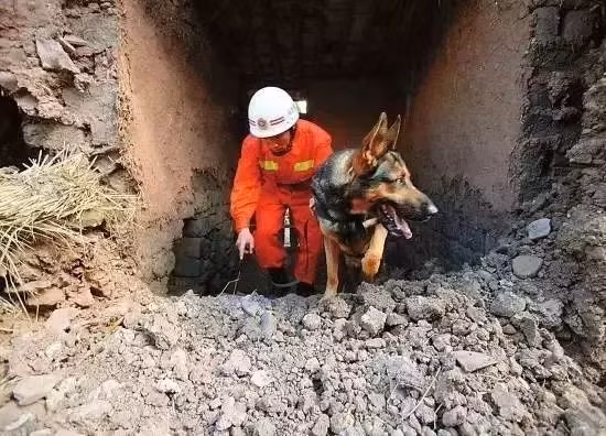 Thế nhưng, ít ai biết được rằng, nếu như đội cứu hộ con người được trang bị đầy đủ thì đội ngũ những con chó tìm kiếm, cứu hộ và cứu nạn không có bất cứ trang bị gì để bảo vệ bản thân.