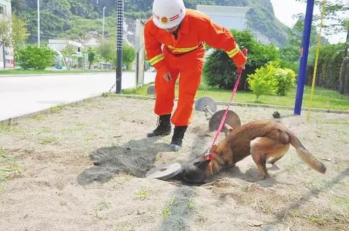 Chúng phải có tính cách tốt, có sự dũng cảm, biết tuân thủ mệnh lệnh, độ trung thành cao. Quá trình đào tạo chó cứu hộ cũng diễn ra ngay từ nhỏ. Thời điểm những con chó con dứt sữa là thời điểm chúng được tuyển chọn để trải qua huấn luyện nghiêm ngặt.