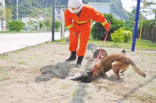 Chúng phải có tính cách tốt, có sự dũng cảm, biết tuân thủ mệnh lệnh, độ trung thành cao. Quá trình đào tạo chó cứu hộ cũng diễn ra ngay từ nhỏ. Thời điểm những con chó con dứt sữa là thời điểm chúng được tuyển chọn để trải qua huấn luyện nghiêm ngặt.