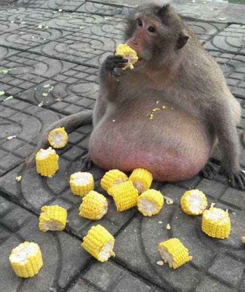 Tại đây, Fatty buộc phải thực hiện chế độ ăn kiêng nghiêm ngặt, gồm các loại trái cây và rau cải xanh.