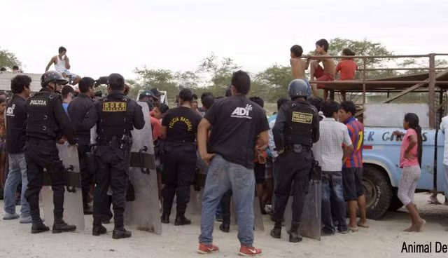 Mọi hoạt động cứu hộ đều là một cuộc đấu tranh rất căng thẳng. Trong trường hợp của báo sư tử Musfata, ông chủ gánh xiếc đã xung đột vũ trang với các tình nguyện viên của tổ chức, buộc cảnh sát phải tham gia.