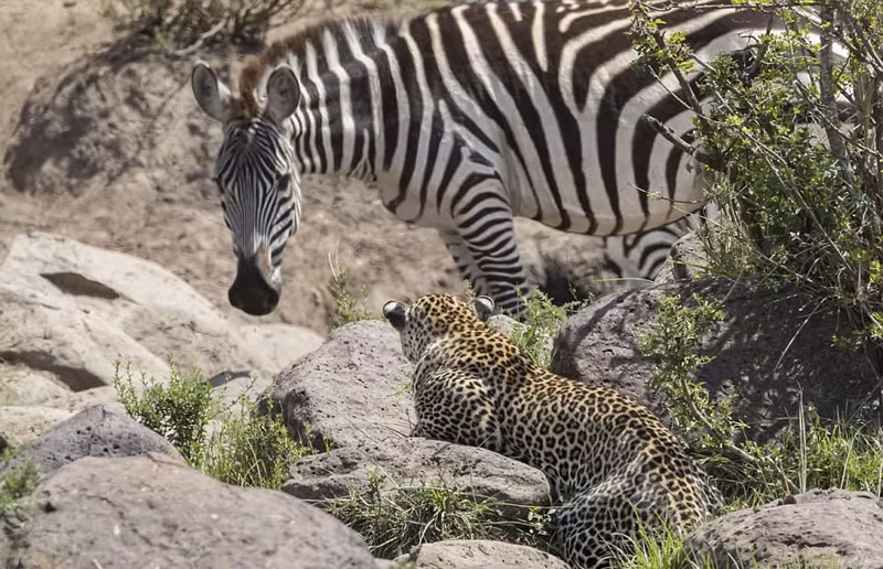 Sau lần đi săn thất bại này, báo hoa mai dường như chán nản. Nó quay về bụi cây rậm rạp để dưỡng sức trước khi tiếp tục hành trình đi săn của mình.