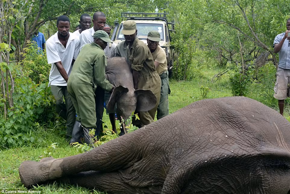 Khi vừa được cứu thoát, voi con không hề tỏ ra vui mừng mà trái lại nó rất lo lắng, hấp tấp và hoảng loạn khi thấy mẹ mình nằm dài dưới đất.