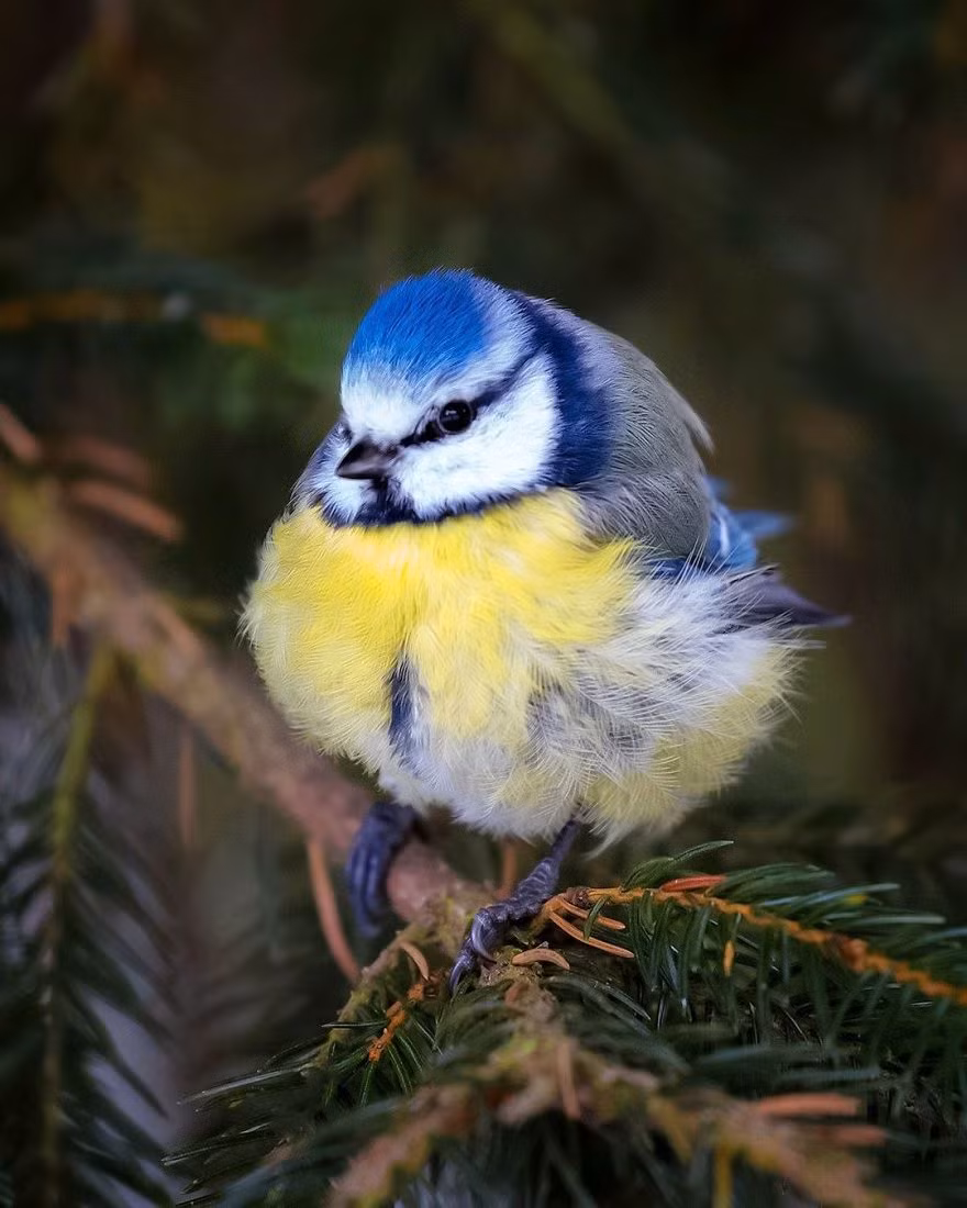 Từ những con chim sẻ ngô xanh, chim sẻ bạc má đuôi dài đến những con sẻ ngô râu... tất cả đều trở thành những người mẫu động vật hoàn hảo trong những bức ảnh của nhiếp ảnh gia Ossi.