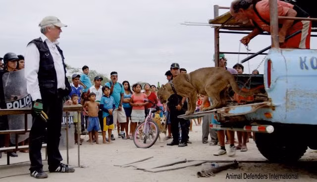 Thậm chí, ông chủ gánh xiếc còn thông báo trên đài phát thanh của địa phương rằng, ông ta sẵn sàng trả tiền cho những người có gan chống lại cảnh sát cùng ông ta.
