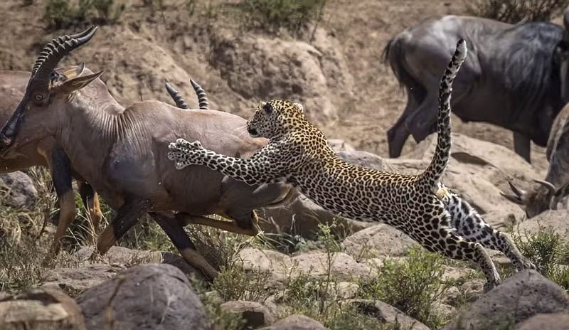 Hơn nữa, do hình thể của linh dương lớn hơn nhiều so với báo hoa mai nên rất nhanh sau đó, linh dương đã có thể giãy thoát khỏi sự đeo bám của báo hoa mai và chạy trốn thành công.