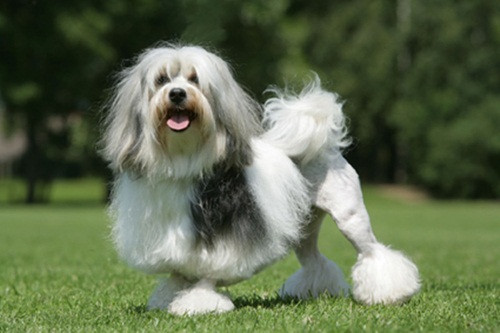 Để sở hữu một chú chó vô cùng quý hiếm này, người mua phải bỏ ra ít nhất là 7000 đô la Mỹ.