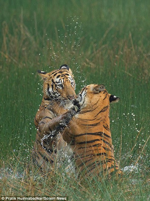 Trong suốt 20 phút chiến đấu, hổ mẹ đào tạo con trai mình rất bài bản. Từ cách né đòn ra sao, thủ thế như nào, làm sao để phản kích hiệu quả nhất.