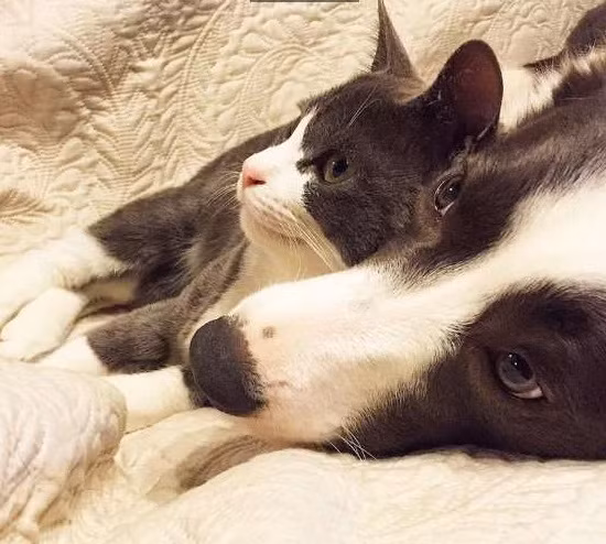 Tình cảm của cặp đôi kỳ lạ này thực sự khiến nhiều người ghen tị.