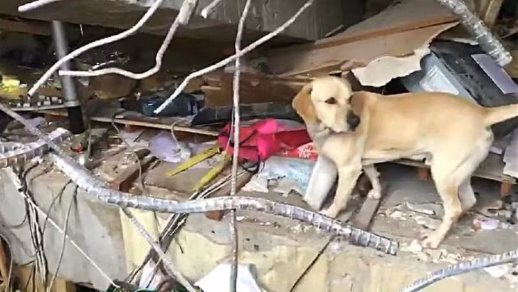 Đến 18 tháng, những con chó buộc phải vượt qua bài kiểm tra ở cấp A của Tổ chức Tìm kiếm và Cứu hộ và cứu nạn quốc tế. Nếu không đạt, những con chó sẽ được cho nhận nuôi. Nếu đạt, chúng sẽ tiếp tục phải trải qua các thử thách trình độ cao hơn ở cấp B. Chỉ khi vượt qua cấp B, chúng mới chính thức trở thành những con chó cứu hộ.