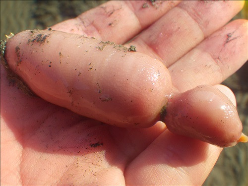 Chúng cũng được xem như một loại thực phẩm giúp đàn ông trở nên cường tráng, nam tính hơn.