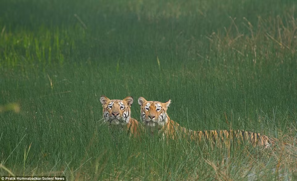 Vì đây là một cuộc chiến thân thiện, thế nên không có bất cứ tổn thương nào đối với cả hai con hổ. Qua trận chiến, hổ con cũng dần học được các kỹ năng khác nhau và cách làm thế nào để có thể tự bảo vệ mình khỏi những con hổ khác đang lăm le muốn chiếm lãnh thổ.