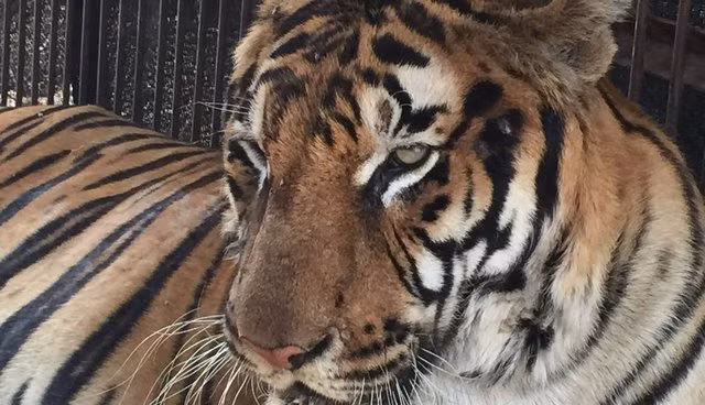 Sau khoảng thời gian đối đầu với cảnh sát, ông chủ gánh xiếc cũng đã nhận ra tính nghiêm trọng của vụ việc và quyết định nhượng bộ, trả lại tự do cho Musfata và con kền kền tên Condorito.