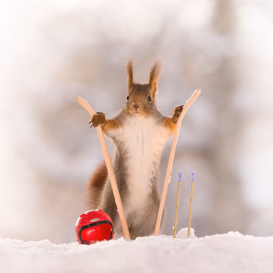 Với bản tính tò mò, những con sóc sẽ nghịch ngợm với dụng cụ mà nhiếp ảnh gia đã sắp xếp sẵn.