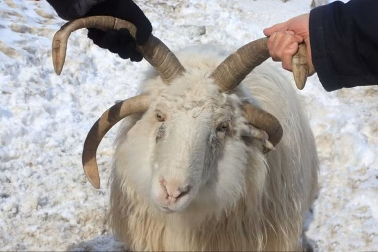 Tại Chiêu Tô, Tân Cương, Trung Quốc, các nhà nghiên cứu phát hiện thêm một con cừu 4 sừng cực dị. Khuôn mặt và cơ thể của nó trông giống hệt như những con cừu bình thường nhưng trên đầu lại mọc thêm một cặp sừng, trông chẳng khác nào quái vật.