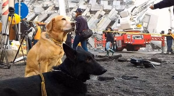 Thực tế, việc nuôi dưỡng, đào tạo, huấn luyện chó cứu hộ không hề dễ dàng, chi phí lại cao, vì vậy số lượng chó cứu hộ không nhiều.