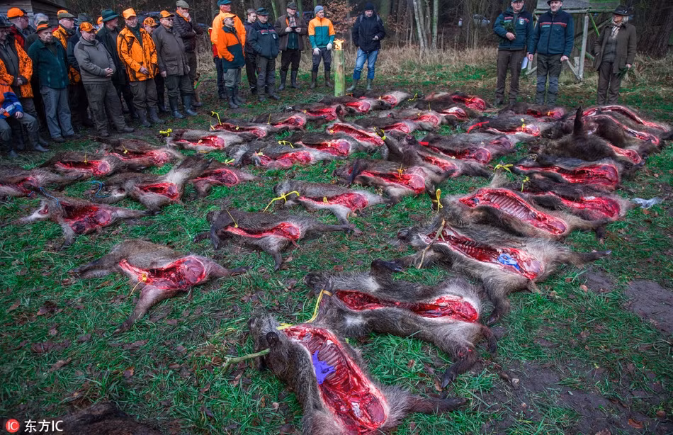 Được biết, hoạt động săn bắn này đã thu hút đông đảo thợ săn địa phương tham gia.