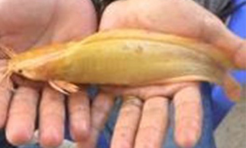 Trong một lần giăng lưới dưới ao gần nhà, anh Nguyễn Minh Triệu, 35 tuổi, ngụ thị xã Giá Rai, Bạc Liêu đã bắt được một con cá trê vàng rực. Con cá kỳ lạ dài khoảng 20 cm, màu vàng khác thường và có đến 8 râu ở miệng.