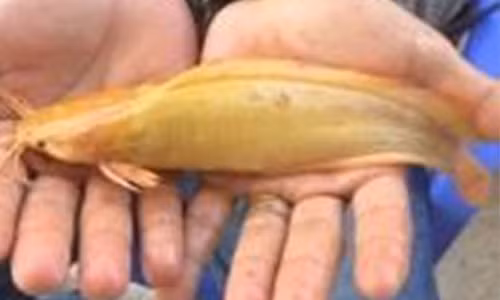 Trong một lần giăng lưới dưới ao gần nhà, anh Nguyễn Minh Triệu, 35 tuổi, ngụ thị xã Giá Rai, Bạc Liêu đã bắt được một con cá trê vàng rực. Con cá kỳ lạ dài khoảng 20 cm, màu vàng khác thường và có đến 8 râu ở miệng.