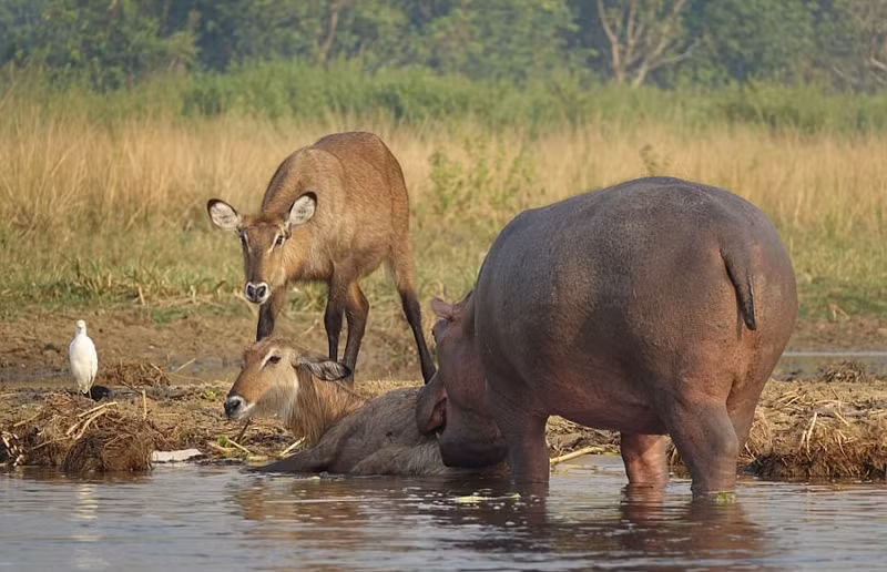 Theo người hướng dẫn Brenden Simonson, đây thực sự là một cảnh tượng rất hiếm gặp. Bởi nếu có giúp đỡ, thông thường hà mã sẽ vô cùng thô lỗ chứ không nhẹ nhàng giống như thế này.