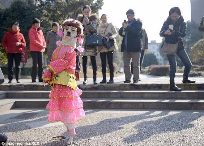 Ông Fang thường xuyên mua cho cô chó cưng những bộ quần áo sặc sỡ, đi kèm với phụ kiện bắt mắt.