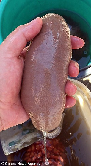 Được biết, Tiến sĩ Igor Adameyko đang điều hành một phòng thí nghiệm và có niềm say mê sinh học biển. Khi có điều kiện nghiên cứu về loài sâu biển có ngoại hình đặc biệt này, anh vô cùng thích thú.