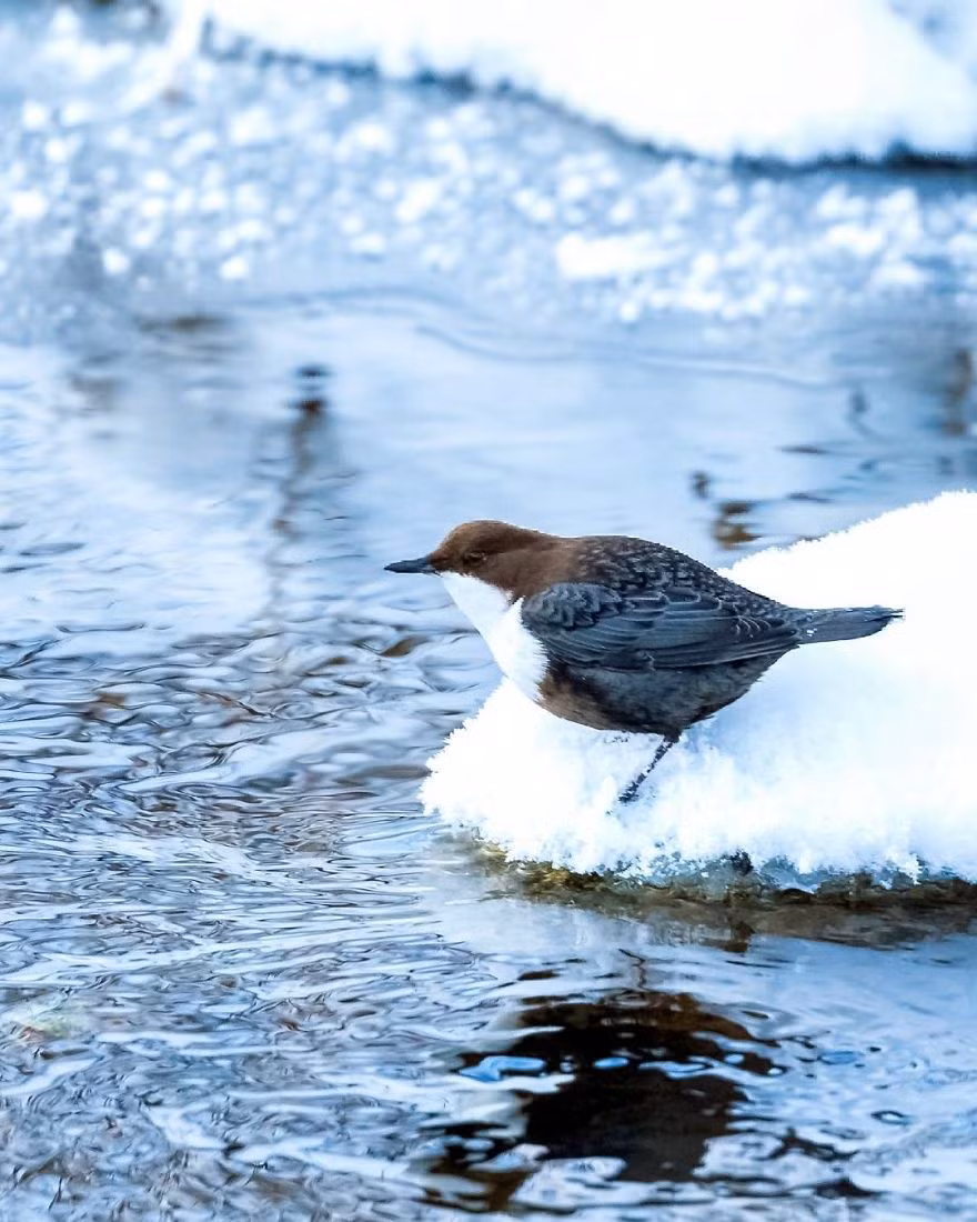Không hài lòng vì tuyết quá lạnh, con chim này khó chịu ra mặt.