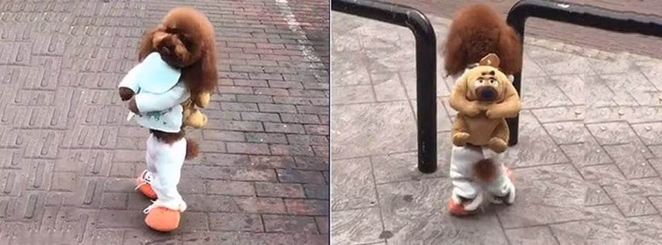 Sở hữu chiều cao khiêm tốn, thế nhưng chú chó ở Trung Quốc này lại gây ấn tượng mạnh mẽ khi diện đồ trẻ con và bước đi bằng hai chân như con người.