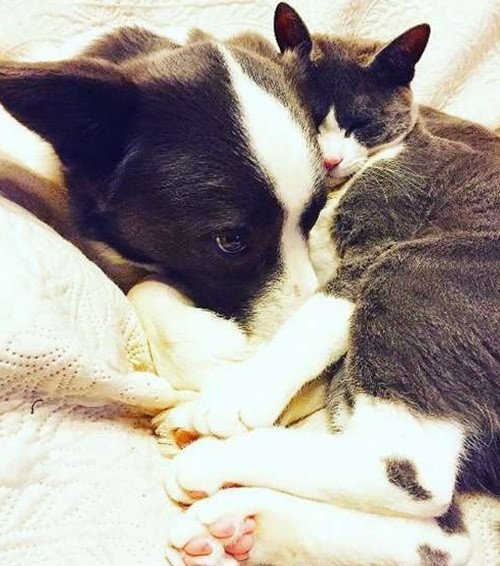 Ngược lại, mè Jerry cũng được chiều chuộng mà ỉ lại, rất thích dựa dẫm và Rundy.