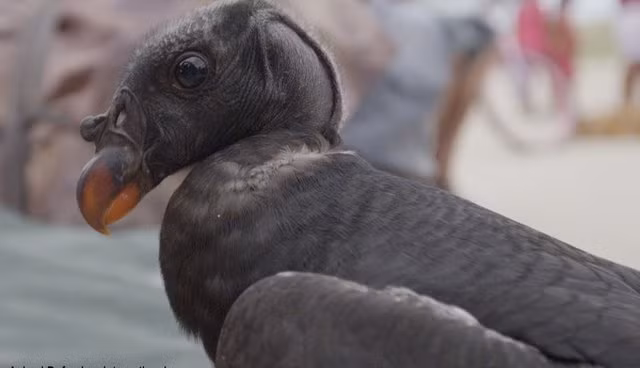 Được giải cứu gần như cùng thời gian nhưng báo sư tử rất nhút nhát, còn hổ Hoover lại hồi phục chậm, có dấu hiệu yếu đi.